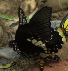 Papilio prexaspes