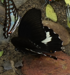 Papilio prexaspes