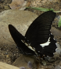 Papilio prexaspes