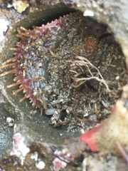 Placiphorella velata