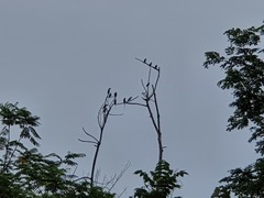 Psittacula longicauda