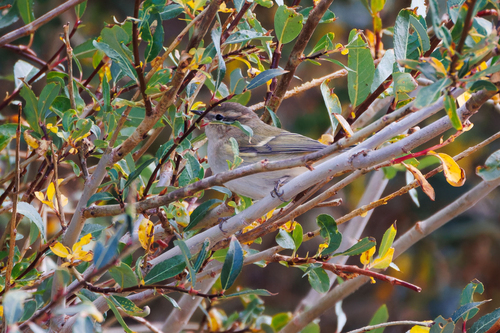 Hume's Leaf Warbler (Phylloscopus humei), photo 9