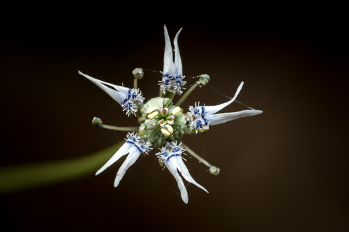 Dwarf Love-in-a-Mist (Nigella nigellastrum)