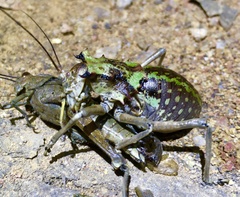 Enyaliopsis