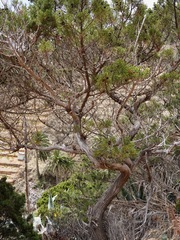 Juniperus canariensis, photograph (c) Hendrik Luup, some rights reserved (CC BY)