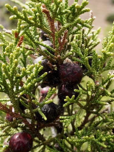 Juniperus canariensis, photograph 4