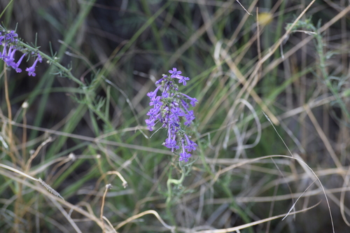 Macomb's skyrocket (Ipomopsis macombii)