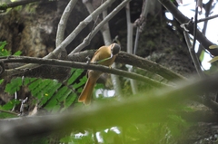 Anabacerthia lichtensteini