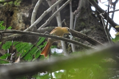 Anabacerthia lichtensteini