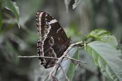 Morpho helenor achillides