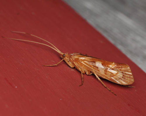 Diamond Northern Caddisfly photo 5
