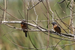Sporophila ruficollis