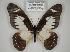 Graphium schubotzi schubotzi