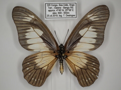 Graphium schubotzi schubotzi
