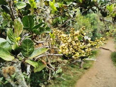 Doratoxylon apetalum