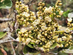 Doratoxylon apetalum