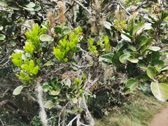 Doratoxylon apetalum