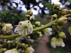 Doratoxylon apetalum