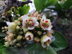 Doratoxylon apetalum