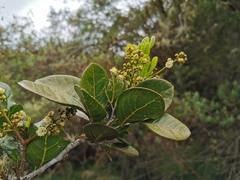 Doratoxylon apetalum
