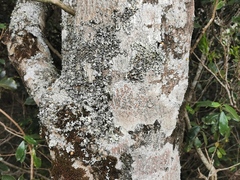 Doratoxylon apetalum