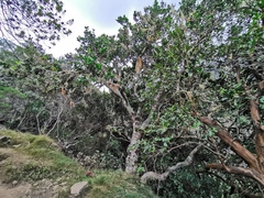 Doratoxylon apetalum