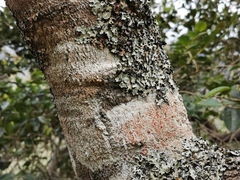 Doratoxylon apetalum