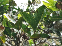 Doratoxylon apetalum