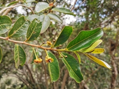 Aphloia theiformis
