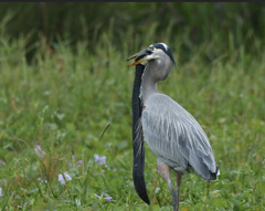 Siren lacertina