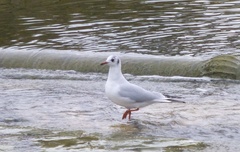 Chroicocephalus ridibundus