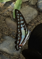 Graphium evemon