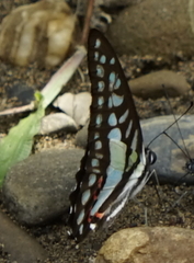 Graphium evemon