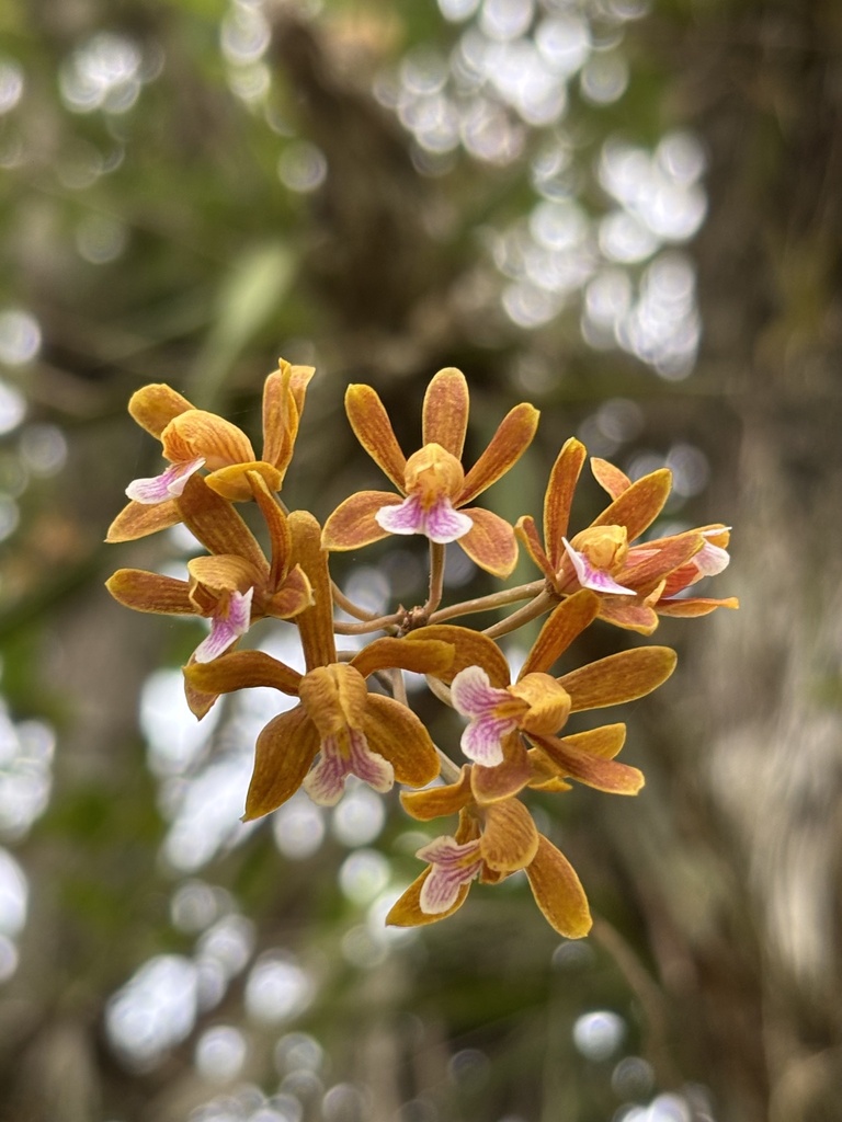 Psychilis cogniauxii
