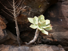 Aeonium appendiculatum image