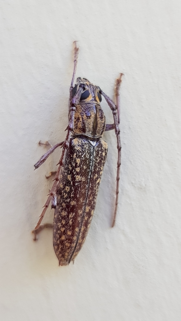 Elaphidion conspersum