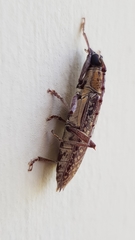 Elaphidion conspersum