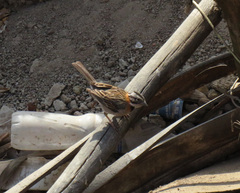 Zonotrichia capensis