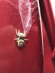 Phidippus arizonensis