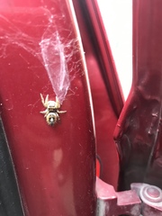 Phidippus arizonensis