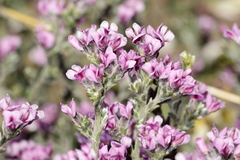 Amphithalea monticola