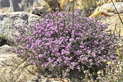 Amphithalea monticola