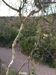 Mariosousa heterophylla, photograph Enrique Martínez Núñez, CC BY, iNaturalist via GBIF