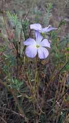 Linum hirsutum