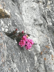 Brachysiphon rupestris