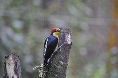 Melanerpes flavifrons