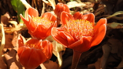 Haemanthus