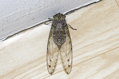 Orientopsaltria alticola