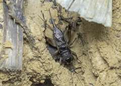 Teleogryllus