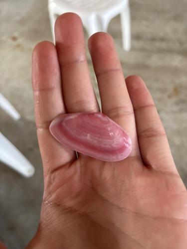Eurytellina rubescens, 2025-09-06